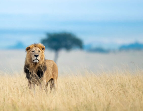 Kenya Tour